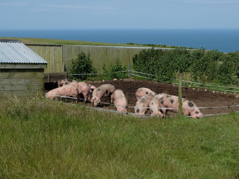 Farm pigs enjoying the sunshine.